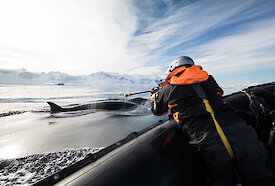 A whale researcher in a boat alongside a surfacing minke whale prepares to fire a satellite tag into the whale’s dorsal fin.