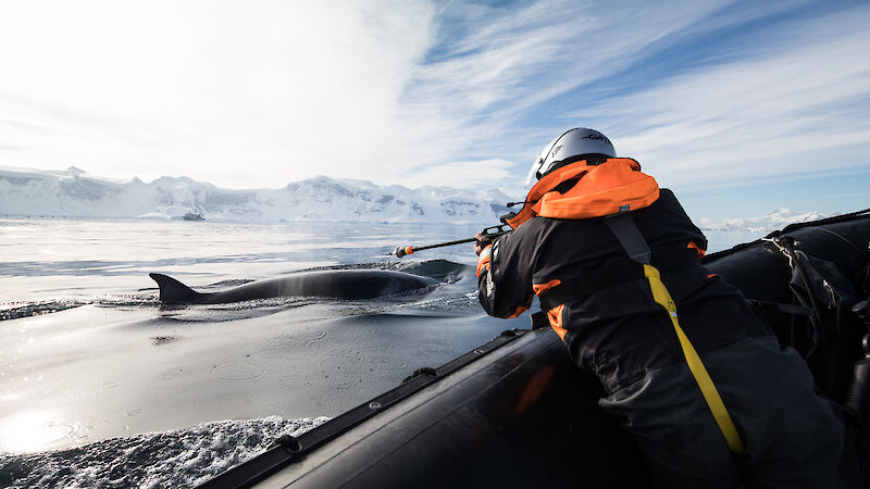 A whale researcher in a boat alongside a surfacing minke whale prepares to fire a satellite tag into the whale’s dorsal fin.