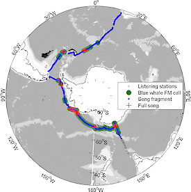 A map showing the location of listening stations conducted during two legs (Hobart to Punta Arenas and Punta Arenas to Cape Town) of the Antarctic Circumnavigation Expedition. The red crosses show where full song was recorded and indicate that individual Antarctic blue whales were in close proximity to the listening station. The green area indicates that calls from aggregations of blue whales were detected and located within 300km of the listening station. The Mertz Glacier region is due south of Tasmania and the Ross Sea hotspot is identifiable by the large area of red crosses.