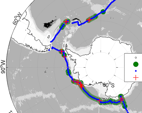A map showing the location of listening stations conducted during two legs (Hobart to Punta Arenas and Punta Arenas to Cape Town) of the Antarctic Circumnavigation Expedition. The red crosses show where full song was recorded and indicate that individual Antarctic blue whales were in close proximity to the listening station. The green area indicates that calls from aggregations of blue whales were detected and located within 300km of the listening station. The Mertz Glacier region is due south of Tasmania and the Ross Sea hotspot is identifiable by the large area of red crosses.
