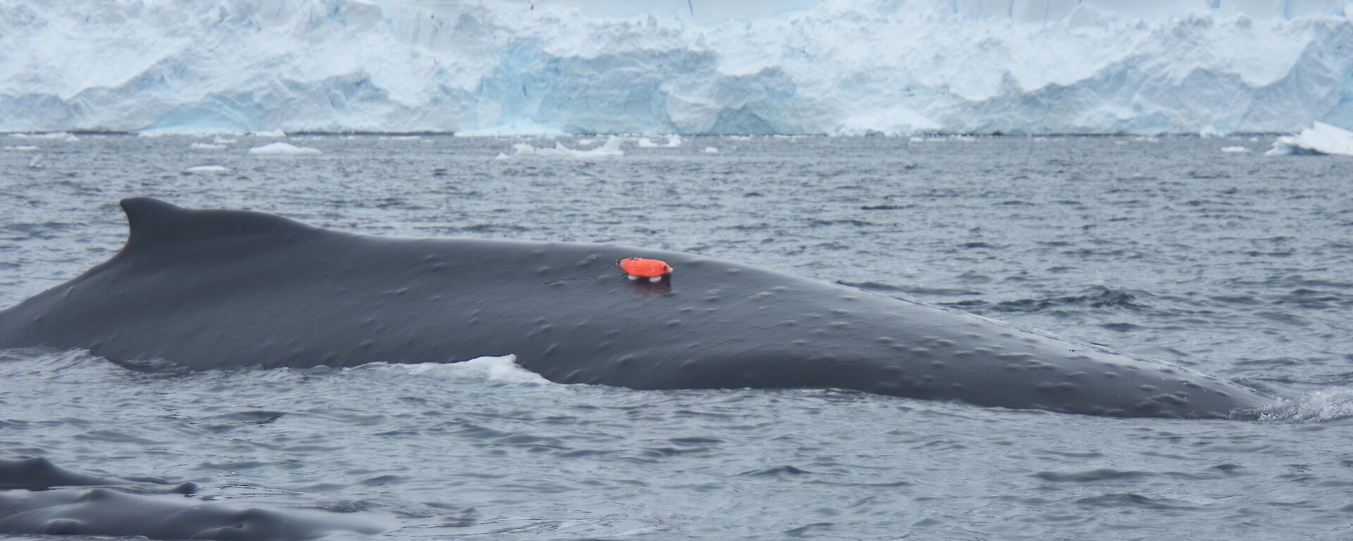 A humpback whale with a camera tag. The tags were attached via a suction cup and fell off after 24 hours.