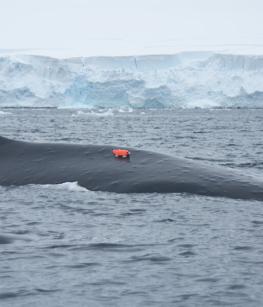 A humpback whale with a camera tag. The tags were attached via a suction cup and fell off after 24 hours.