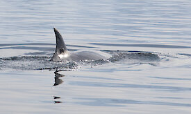 A minke whale with a LIMPET tag which will transmit location and dive depth data to satellites, each time the whale surfaces, for up to two months