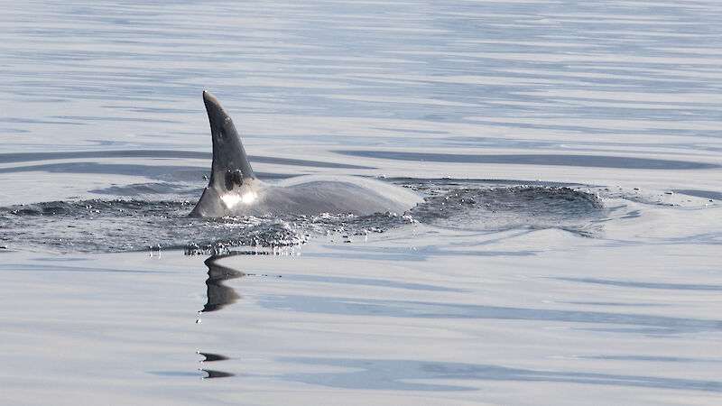 A minke whale with a LIMPET tag which will transmit location and dive depth data to satellites, each time the whale surfaces, for up to two months