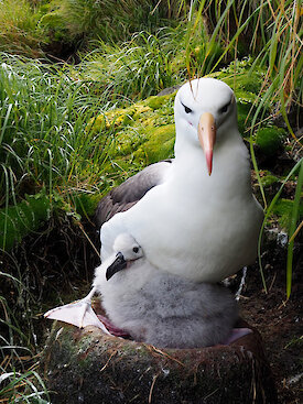 An adult black-browed albatross and chick on their nest on Macquarie island.