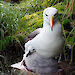 An adult black-browed albatross and chick on their nest on Macquarie island.