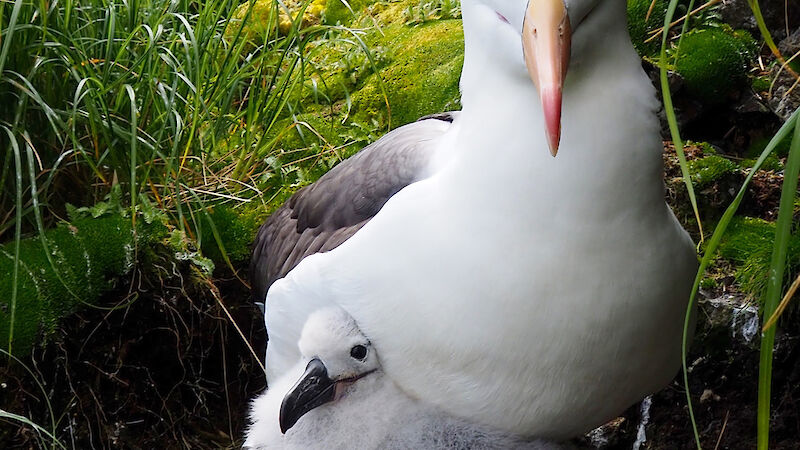 An adult black-browed albatross and chick on their nest on Macquarie island.
