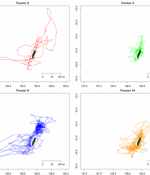 This figure shows the foraging trips of four black-browed albatross from GPS trackers deployed at Macquarie Island during the egg incubation period (before chicks hatched). The red track, for example, shows five foraging trips ranging between 30 and 203km from the colony.