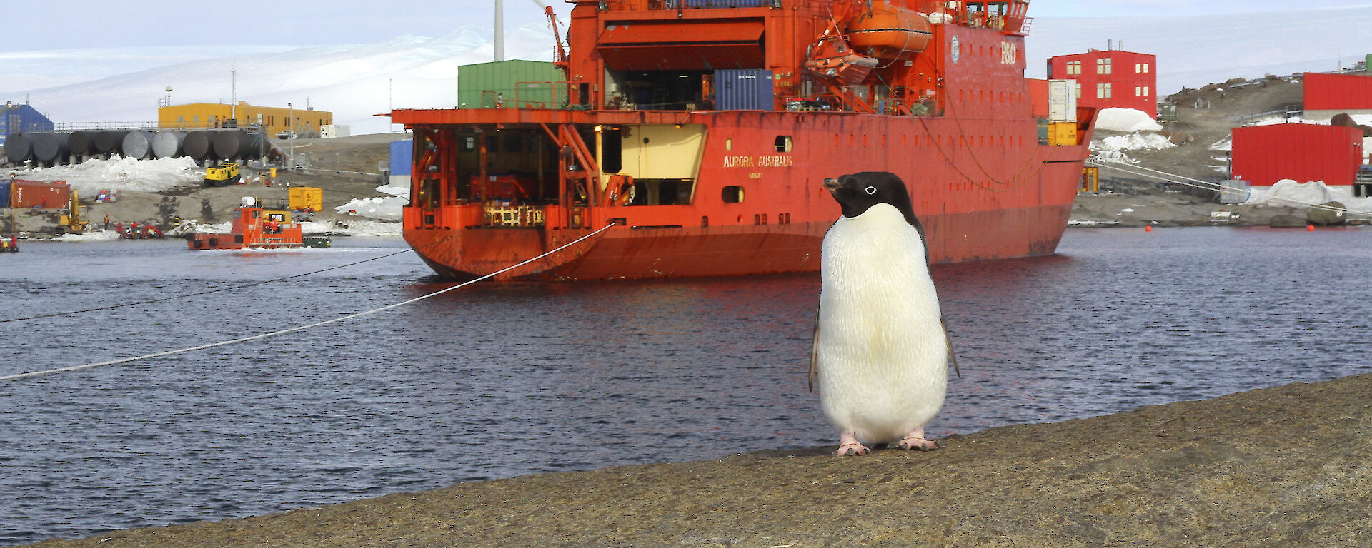 A single Adélie penguin standing near the Aurora Australis.