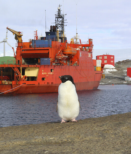 A single Adélie penguin standing near the Aurora Australis.