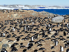 An Adélie penguin colony in East Antarctica.