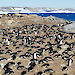 An Adélie penguin colony in East Antarctica.