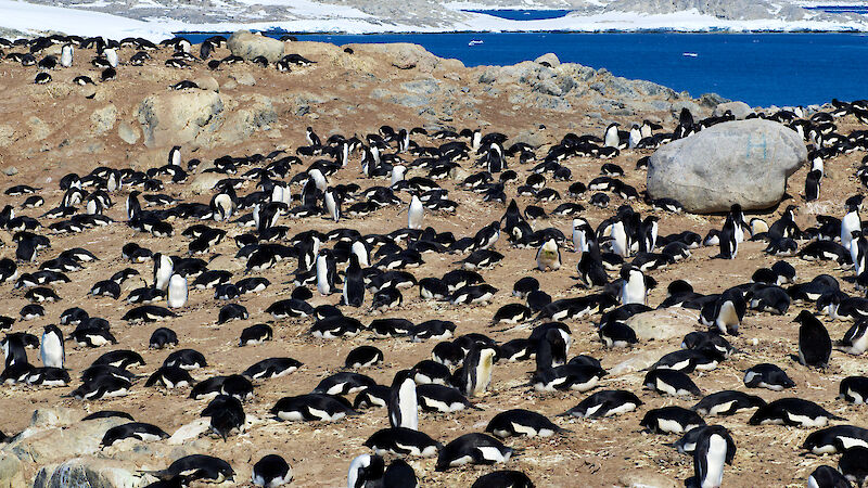 An Adélie penguin colony in East Antarctica.