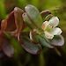 The delicate ‘terminal’ white flowers and fleshy leaves of Galium antarcticum, which grows amongst mosses and grasses on Macquarie Island.