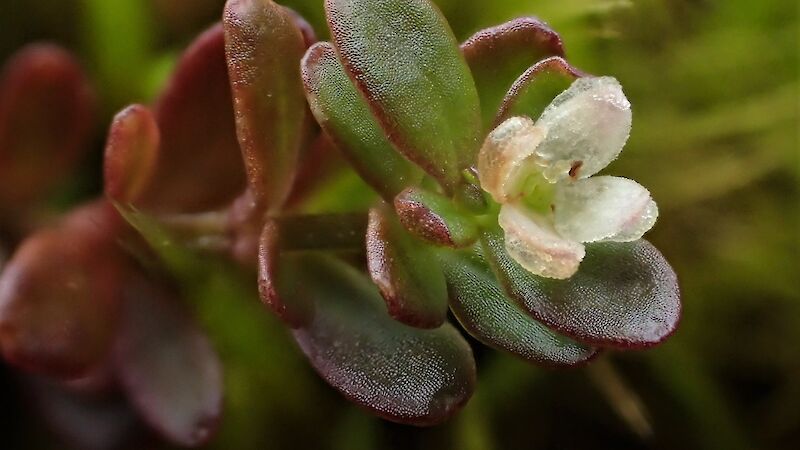 The delicate ‘terminal’ white flowers and fleshy leaves of Galium antarcticum, which grows amongst mosses and grasses on Macquarie Island.