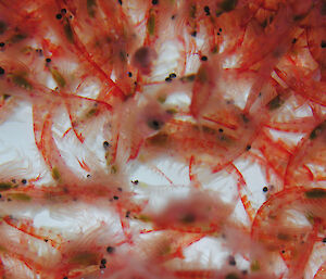 A group of krill.