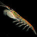 A single Antarctic krill.