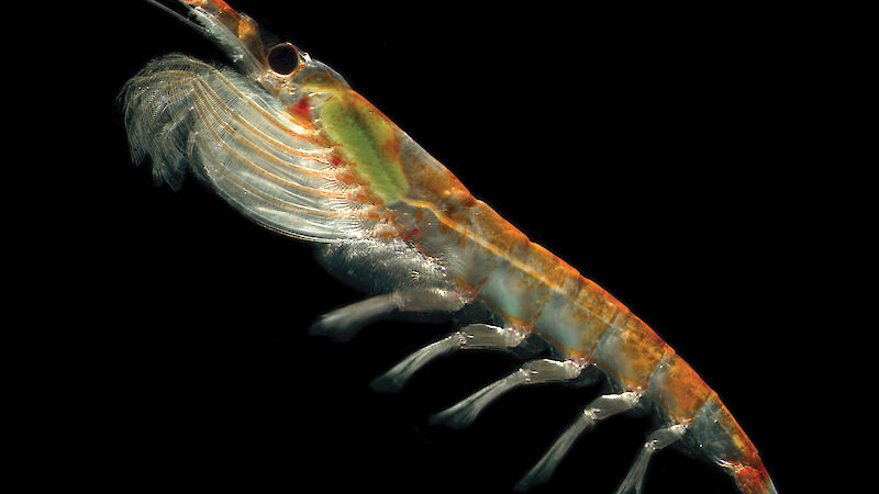 A single Antarctic krill.