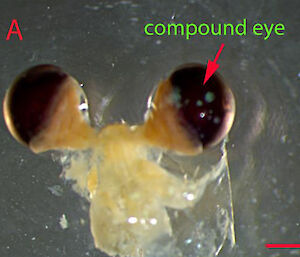 Photo of krill eyestalks.