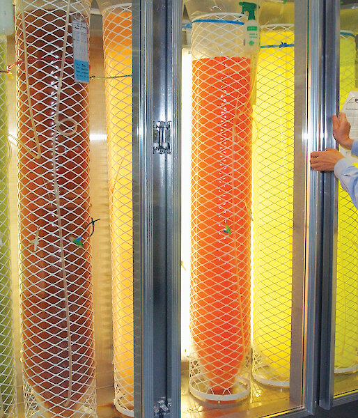 Dr So Kawaguchi monitors phytoplankton cultures fed to krill in the Australian Antarctic Division’s krill aquarium.