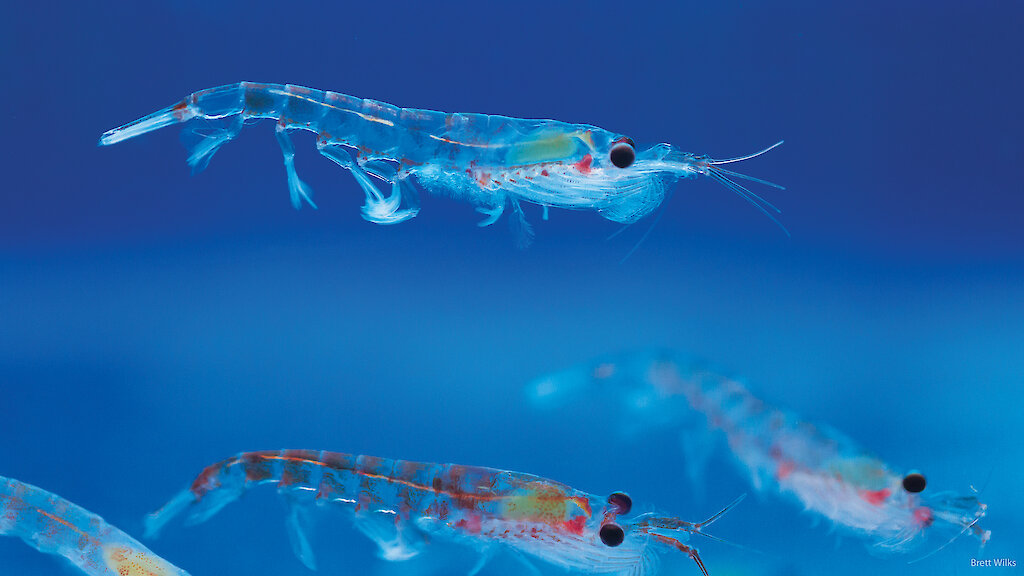 Antarctic krill break down microplastics — Australian Antarctic Program