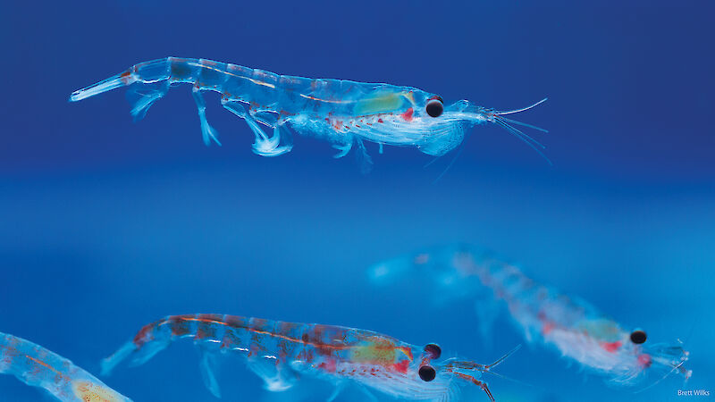 Four Antarctic krill swimming in a tank.