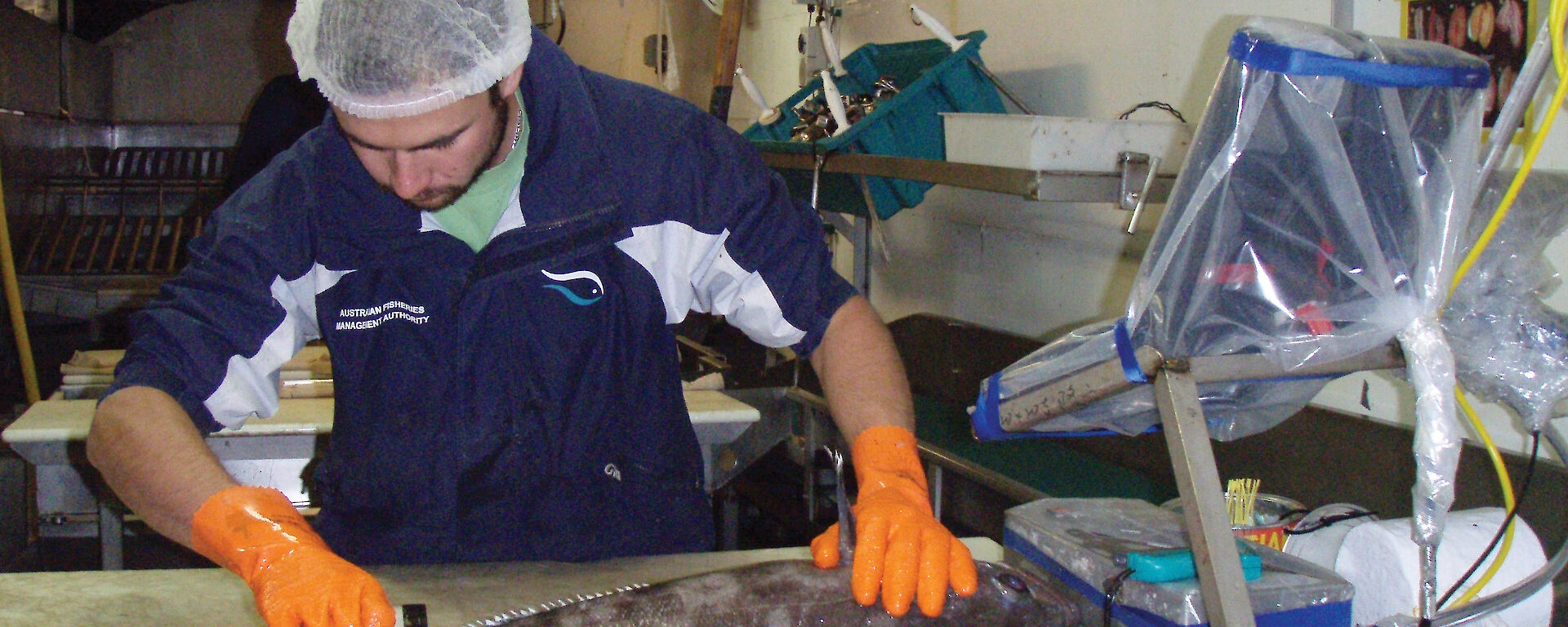 A scientific observer measures a Patagonian toothfish on a board.