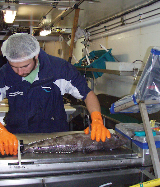 A scientific observer measures a Patagonian toothfish on a board.