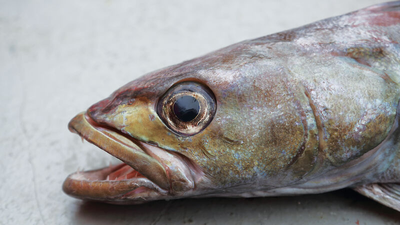 A Patagonian toothfish.