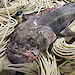 An Antarctic toothfish displayed on a pile of rope.