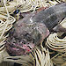 An Antarctic toothfish displayed on a pile of rope.