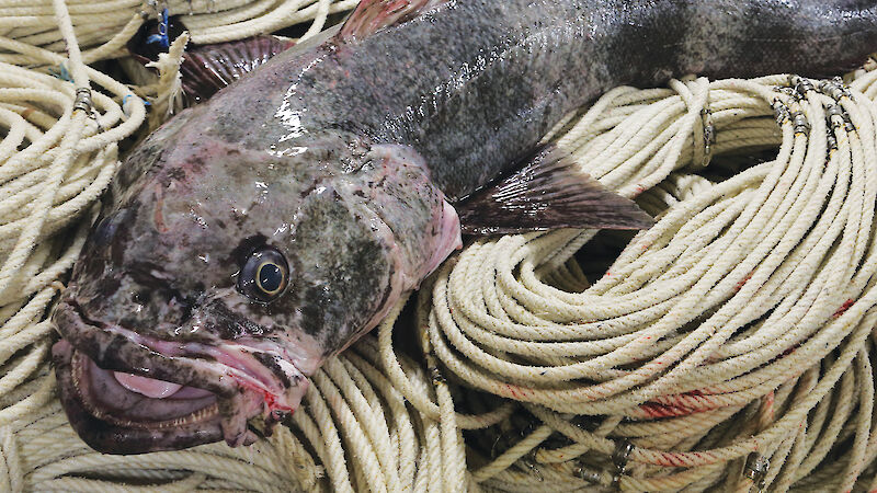An Antarctic toothfish displayed on a pile of rope.