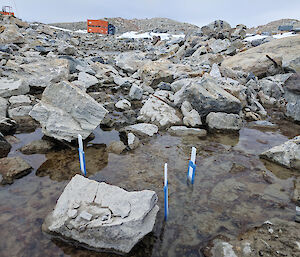 Cricket-bat shaped sediment DGT probes deployed in a meltwater stream at Casey research station.