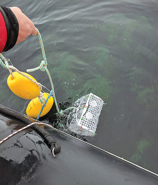 A basket containing marine DGT probes being lowered into the ocean.