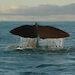 A sperm whale tail above the ocean surface.