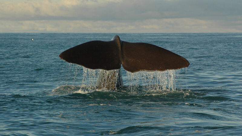 A sperm whale tail above the ocean surface.