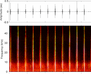 Graphic showing the regular beat of a sperm whale’s usual clicks.