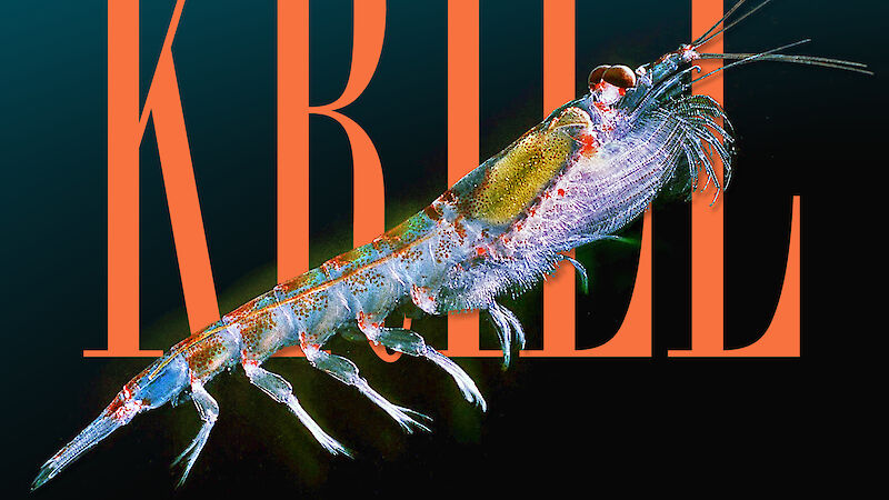 The Curious Life of Krill by Stephen Nicol book cover image.