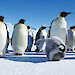 A group of adult emperor penguins with one chick scratching its head while looking at a camera on the ice.