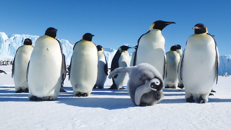 A group of adult emperor penguins with one chick scratching its head while looking at a camera on the ice.