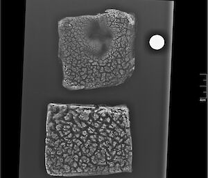 The clay liner under X-ray showing variations in hydration (white) and voids (black) from desiccation and cracking.