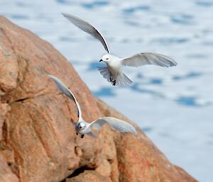 Two snow petrels fly over rocks.