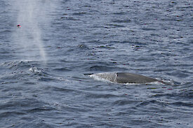 A drone (top left of photo) is used to take photo measurements of an Antarctic blue whale.