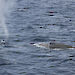 A drone (top left of photo) is used to take photo measurements of an Antarctic blue whale.