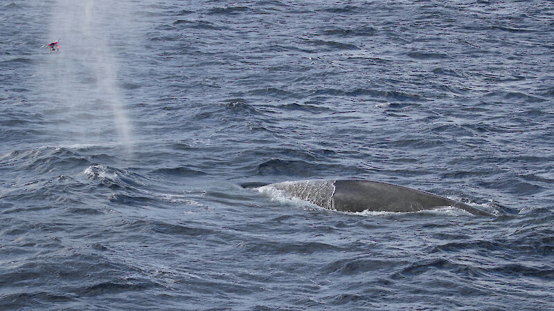 A drone (top left of photo) is used to take photo measurements of an Antarctic blue whale.