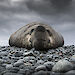 Photo of an elephant seal lying on smooth rocks, taken front on, from ground level.