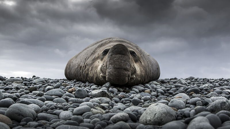 Photo of an elephant seal lying on smooth rocks, taken front on, from ground level.