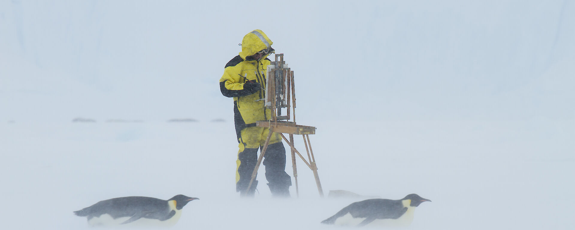 Artist standing at easel with two emperor penguins tobogganing