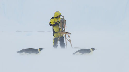 Artist standing at easel with two emperor penguins tobogganing