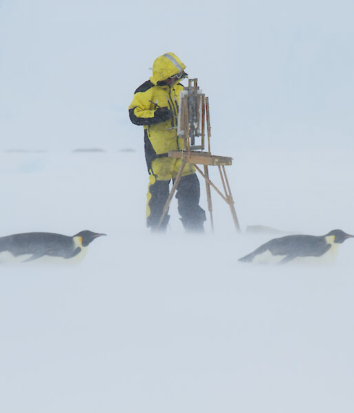 Artist standing at easel with two emperor penguins tobogganing